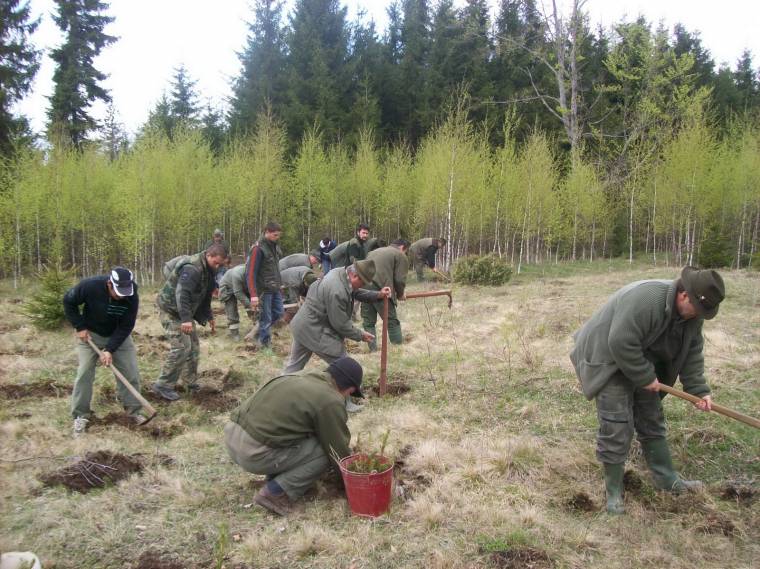 Faültetés Csomortánban