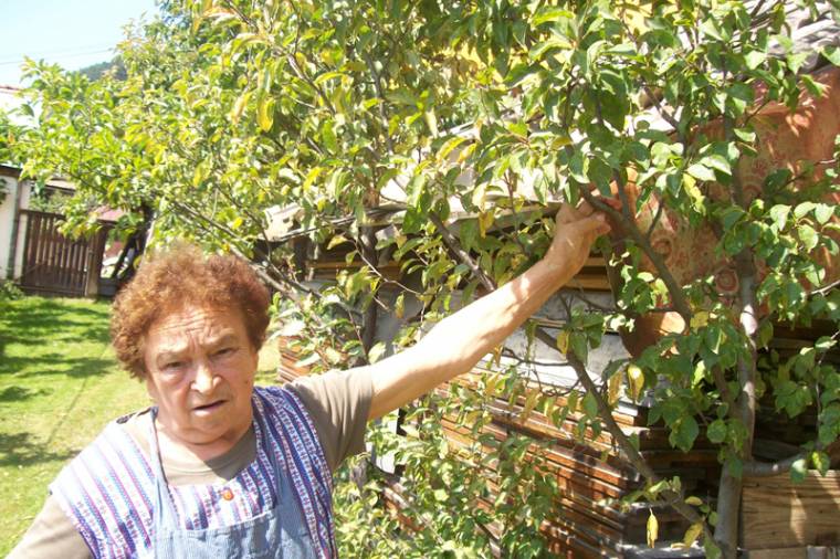 Gyenge lesz a szilvatermés Oroszhegyen