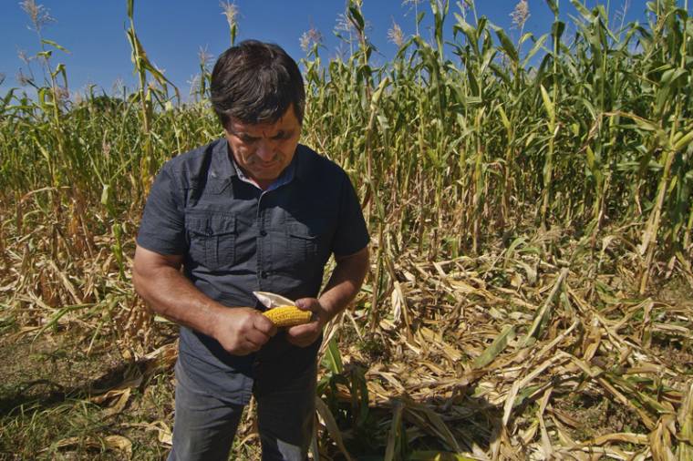 Vadállatok kukoricáznak a termelőkkel
