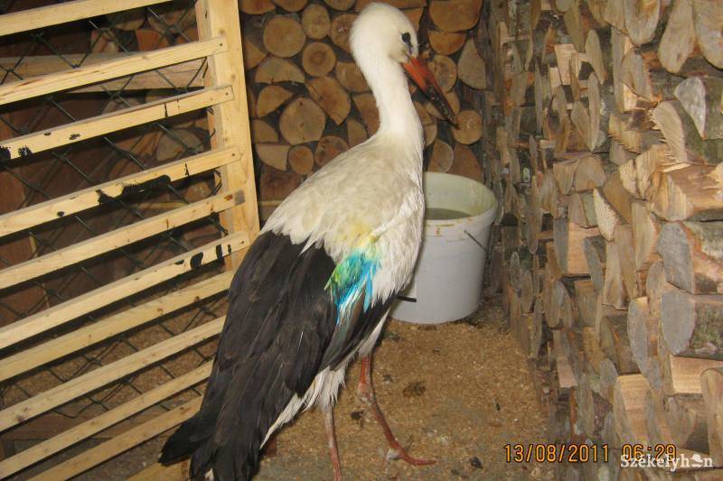 &bullet;  Fotó: Tamász László