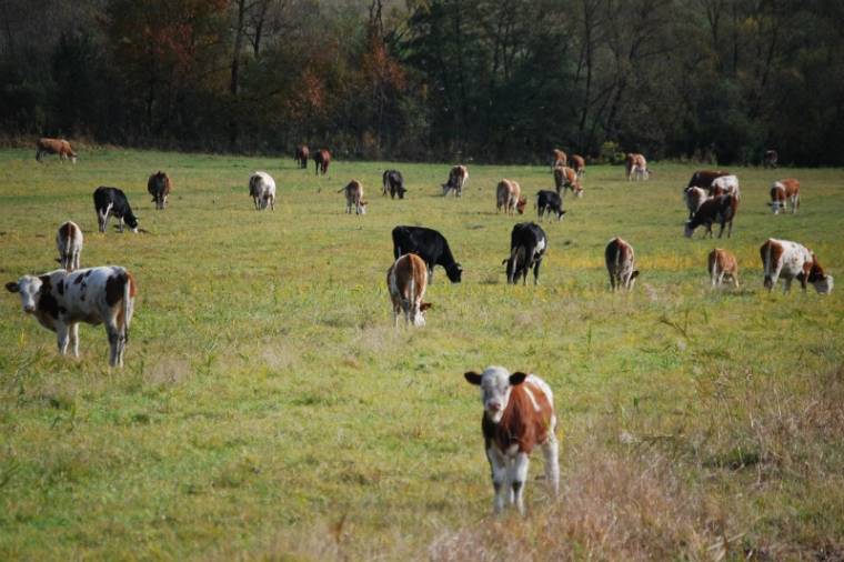 Tejipari világkongresszus Farkaslakán