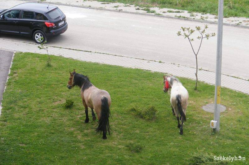 &bullet;  Fotó: Sarkadi Zoltán