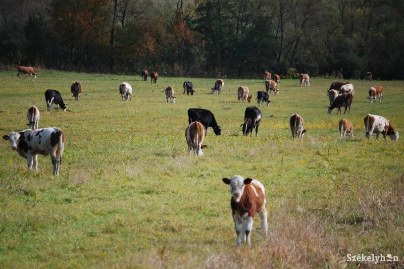 &bullet;  Fotó: Bodnár Arthur