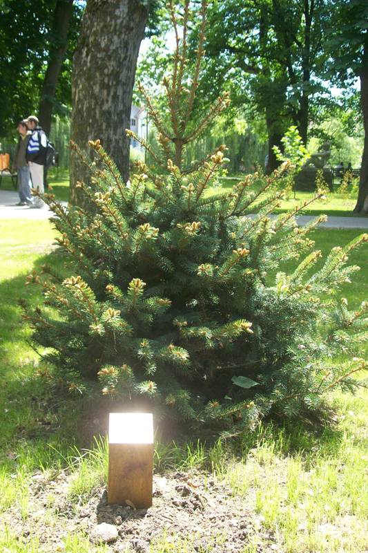 Újabb nyolcvan fát fogadtak örökbe
