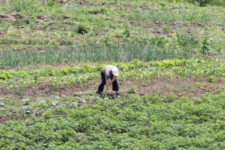 Burgonyavészre figyelmeztetnek