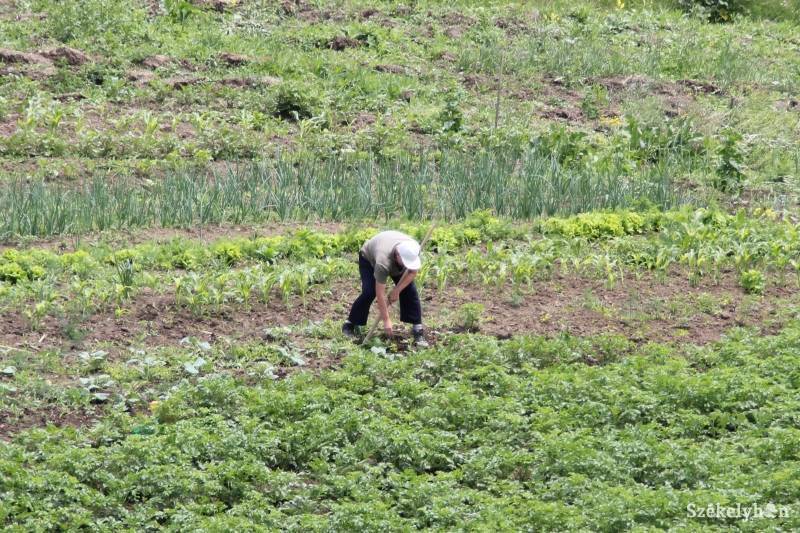 • Fotó: Pál Gábor