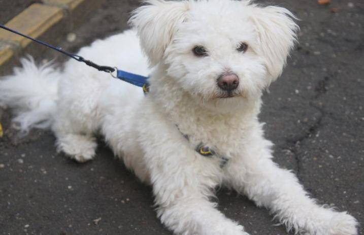 Kutyatartó vagy? Nevezd be kedvencedet a szépségversenyre!