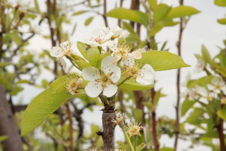 Terméskiesést okoznak a hétvégi fagyok