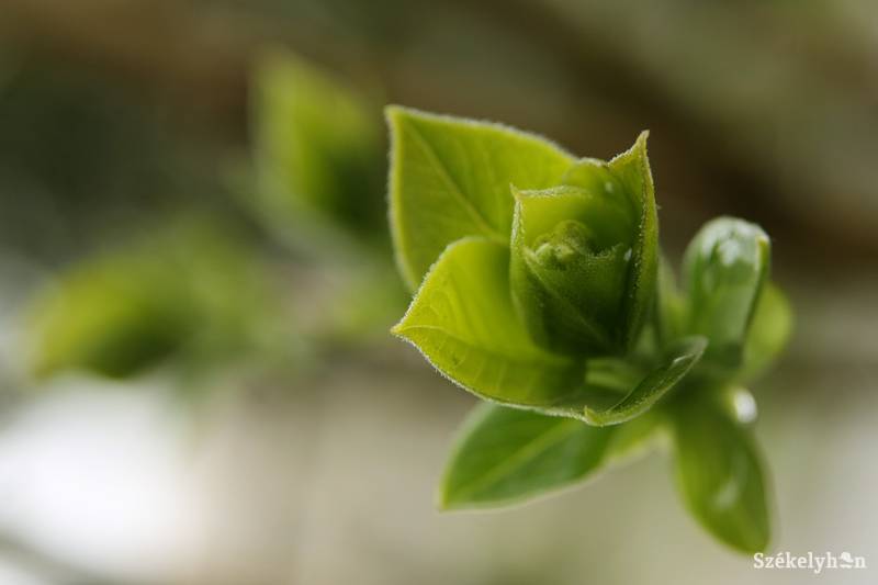 &bullet;  Fotó: Sándor-Nagy Tünde