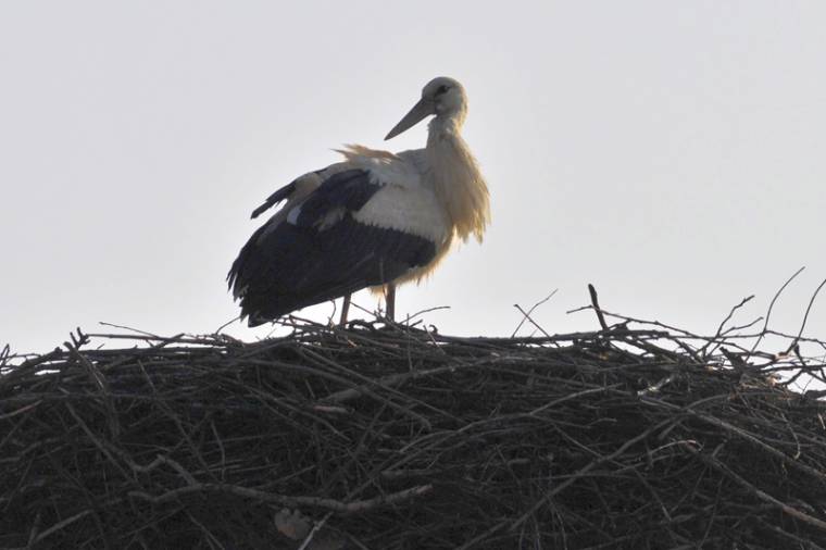 Benépesednek a gólyafészkek