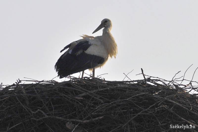 •  Fotó: Dr. Szabó József
