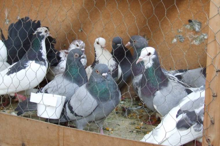 Kisállat-kiállítás nyílt Székelyudvarhelyen is