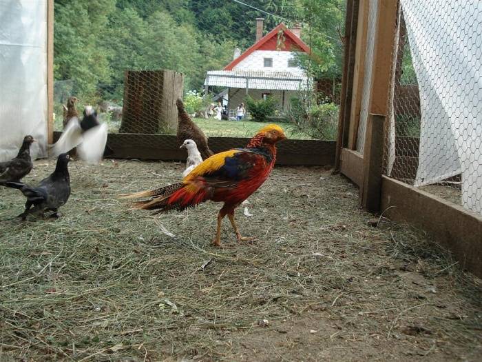 A „hegyekben él”, de nem „hegylakó”