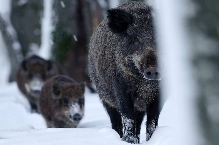 A „fasírtvadászok” miatt romlik a vadállomány