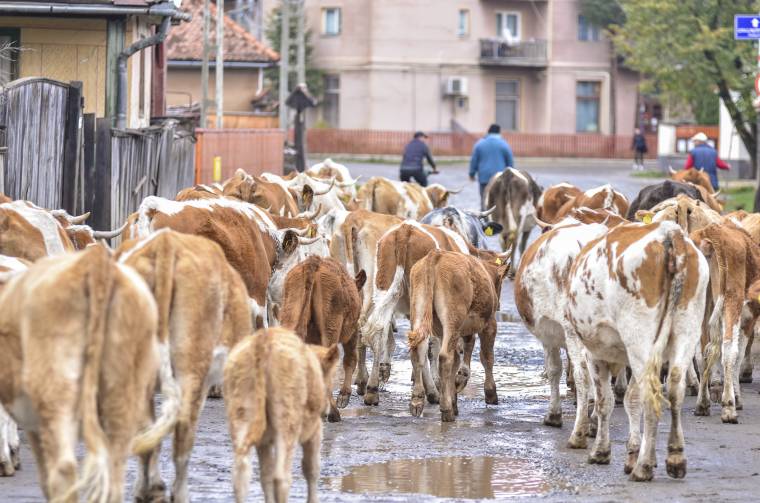 Egyre kevesebb a gazda