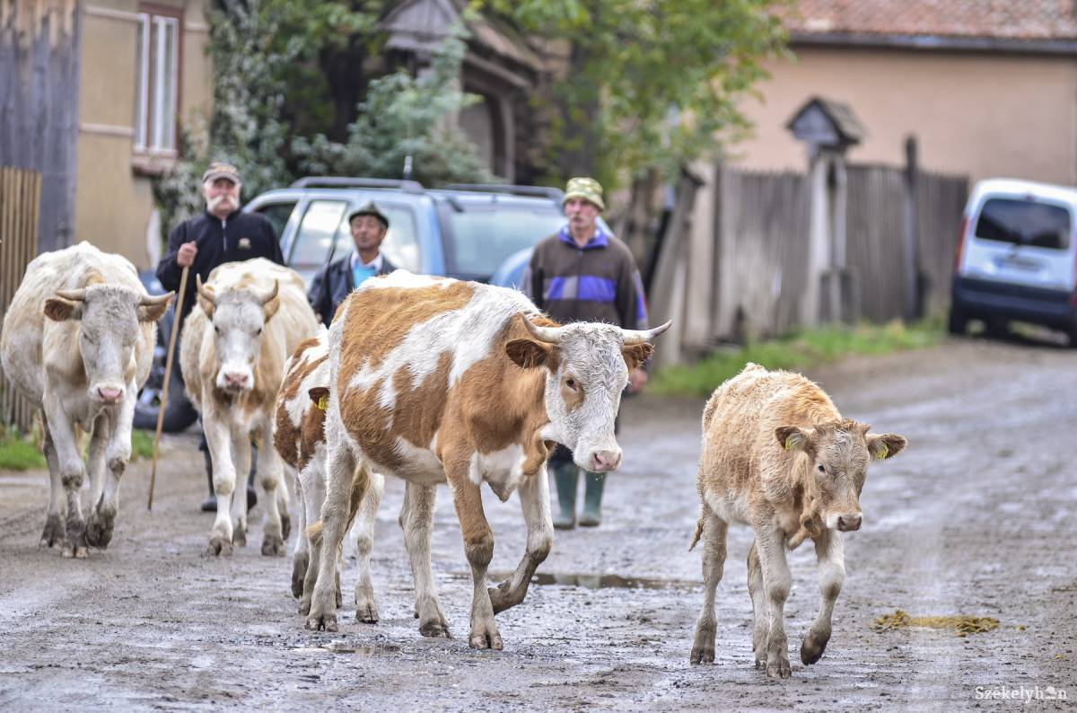 •  Fotó: Veres Nándor