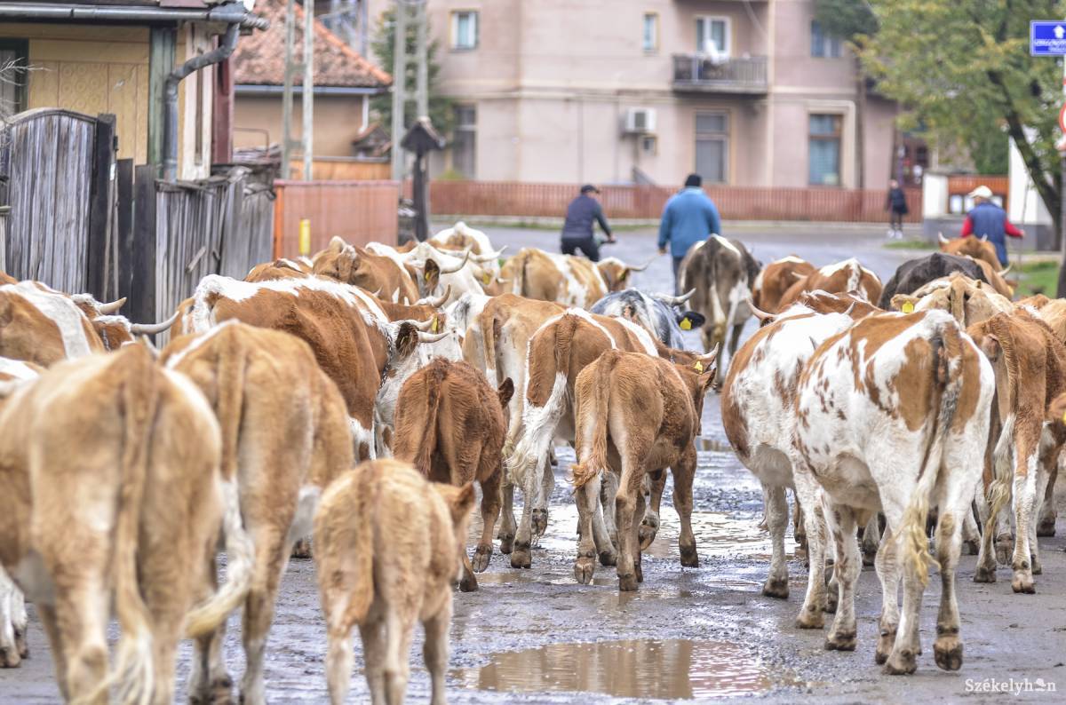 • Fotó: Veres Nándor