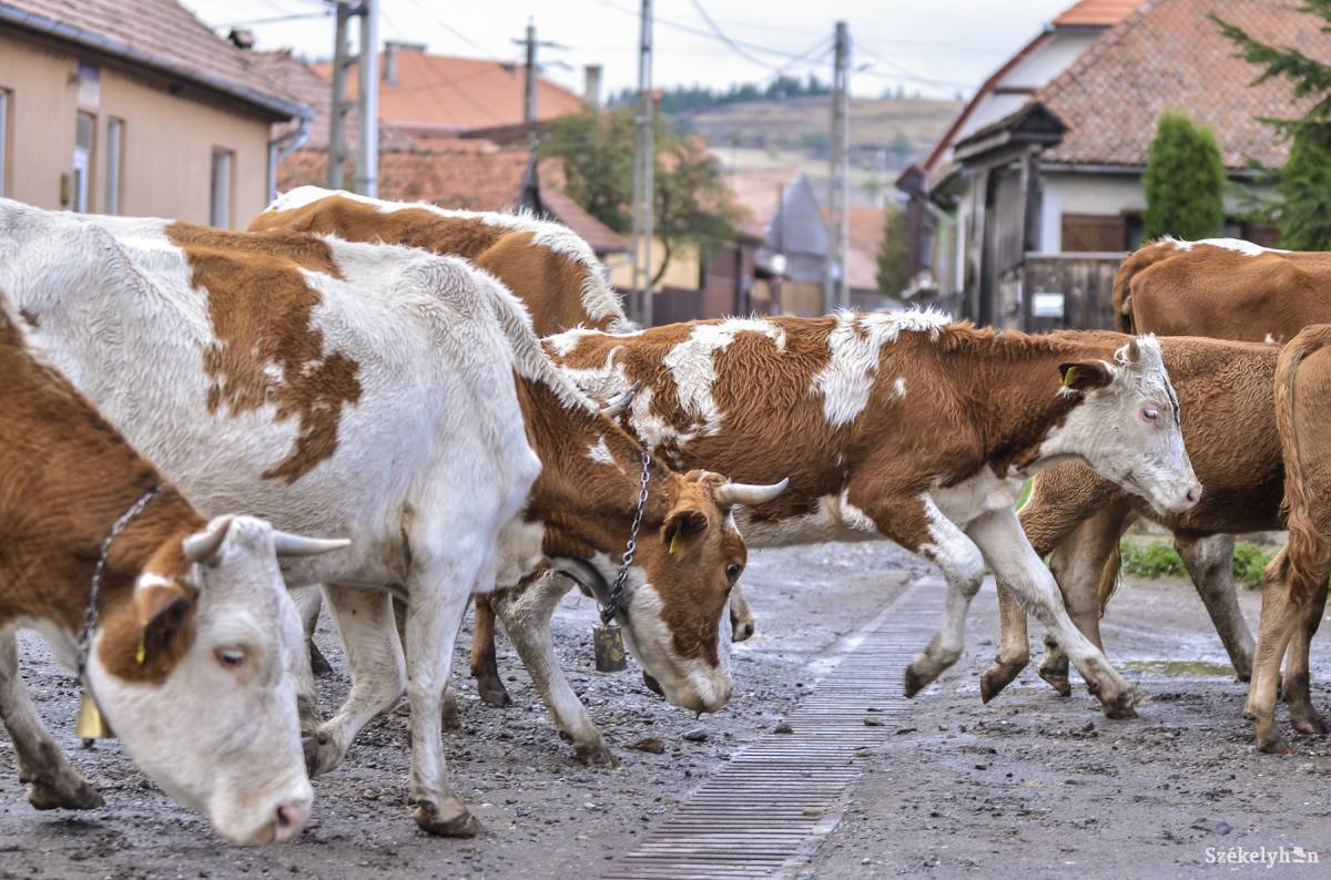 &bullet;  Fotó: Veres Nándor