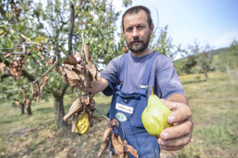 Tűzelhalásra ítélt gyümölcsösök