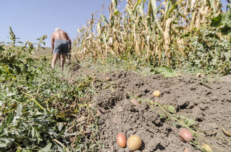 Kevesebb nagy pityókát gyűjthetnek be idén a gazdák