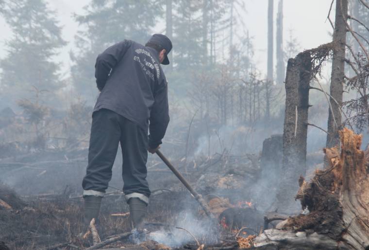 Fiatal fenyves égett le Varság mellett