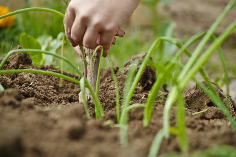 Tündérkertekben a jövő