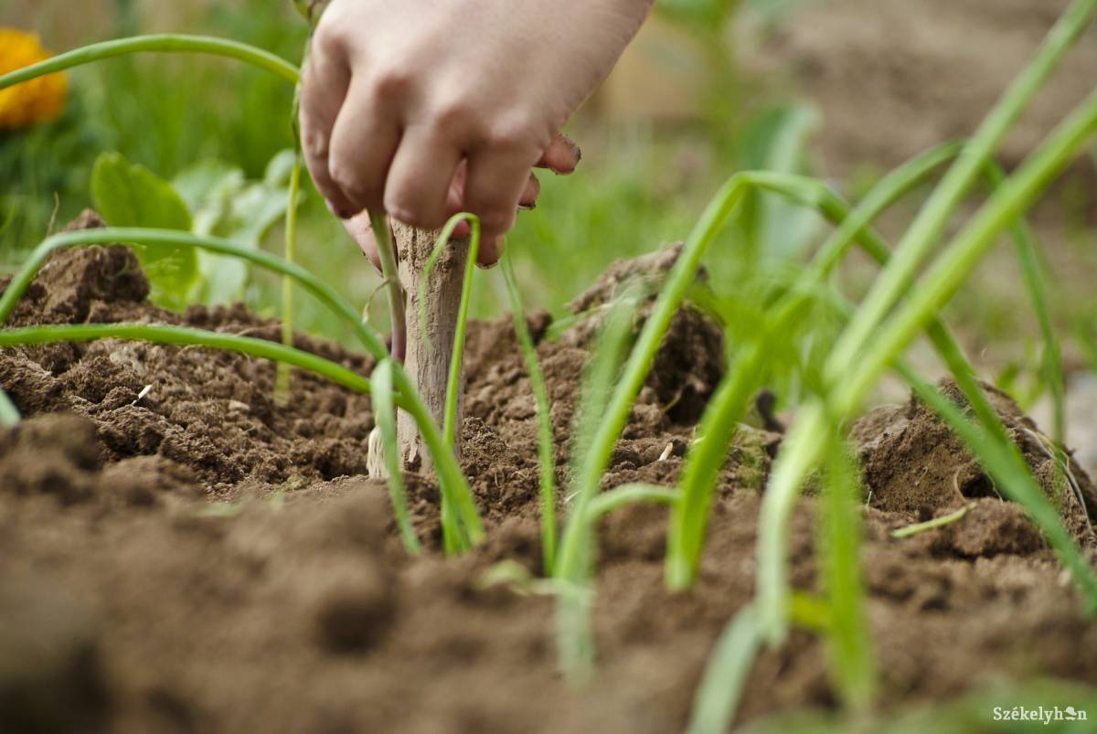 &bullet;  Fotó: Veres Nándor