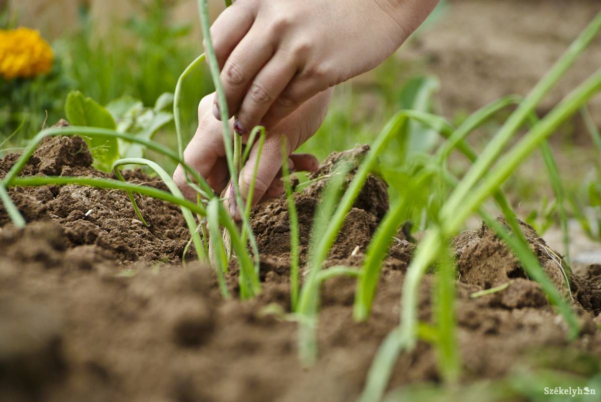 &bullet;  Fotó: Veres Nándor