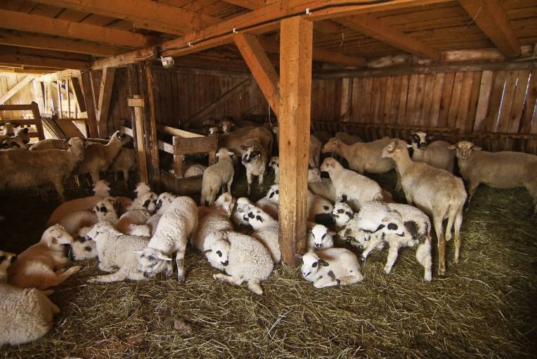 Nem lesz olcsó a bárányhús