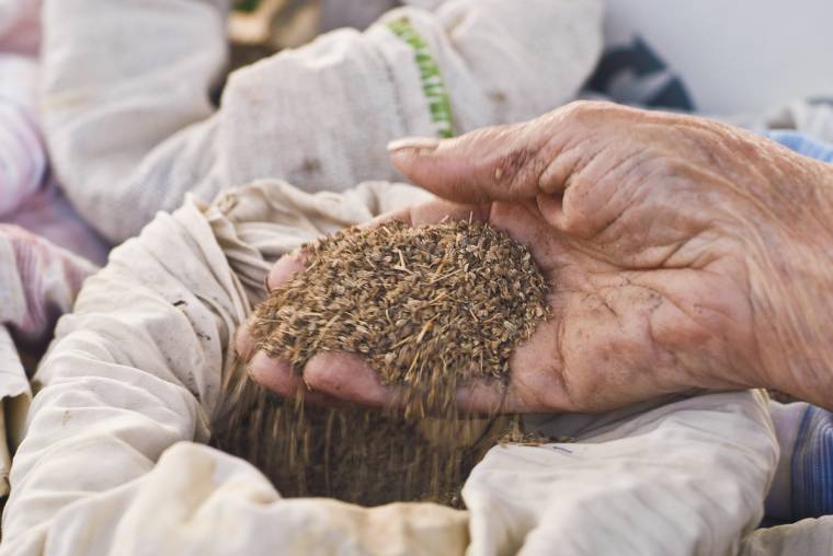 Hosszú tél, kései veteményezés – tavaszi piacmustra