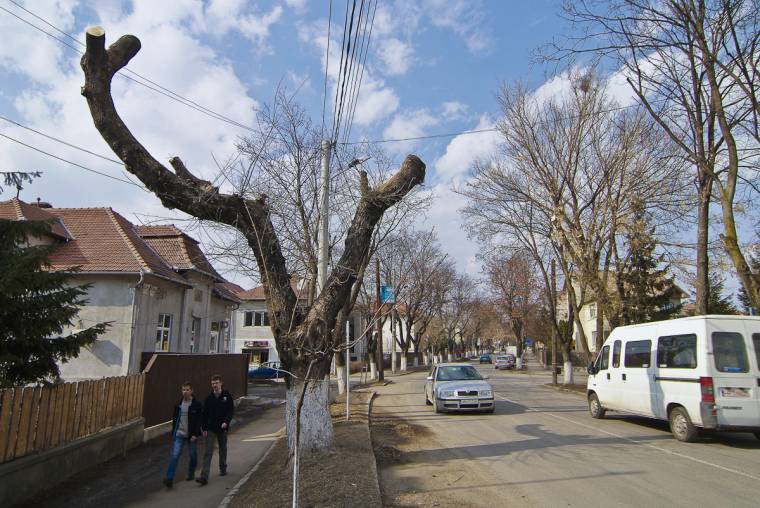 Tavaszi úttakarítás és fametszés
