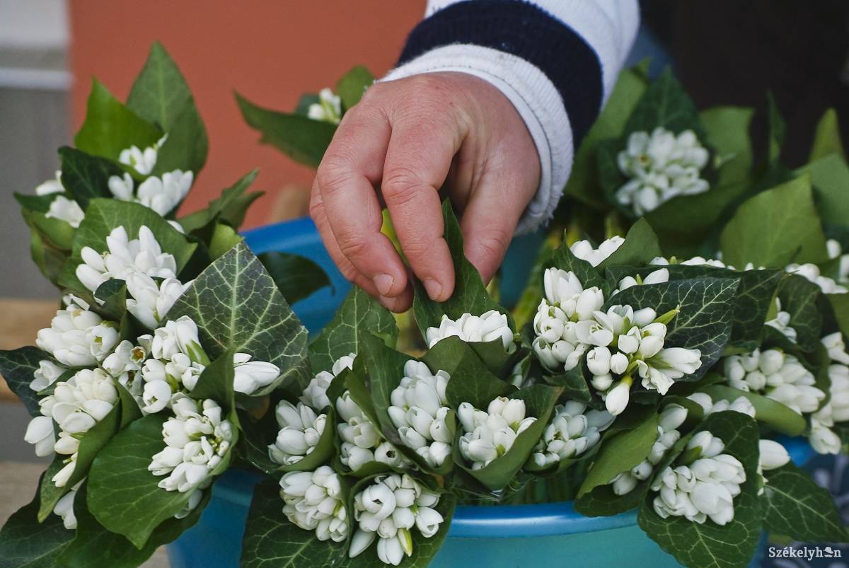 • Fotó: Veres Nándor