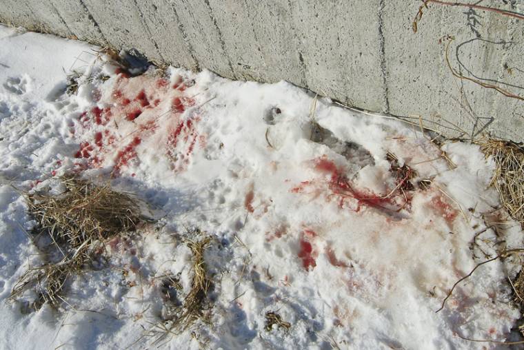 Városban marcangoltak össze a kutyák egy őzet