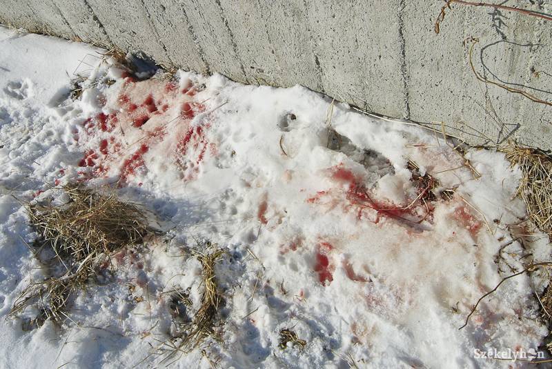 &bullet;  Fotó: Veres Nándor