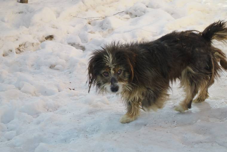 Kegyetlenül megkínoztak egy kiskutyát