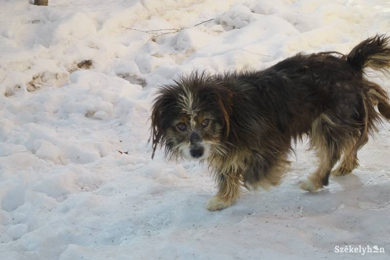 • Fotó: Veres Nándor