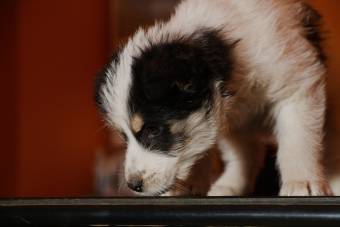 Kidobott hét kiskutyát, rekordösszegű pénzbírságot kell lepengetnie egy Bihar megyei férfinak