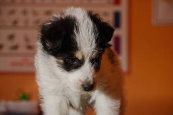 Gyakran unott teher lesz a kisállat – nem javasolják az élő állat ajándékba adását az állatvédők