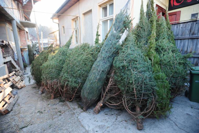 Vágják és importálják a fenyőket
