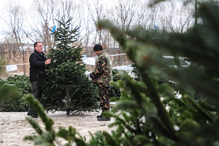 Börtön járhat az ellopott fenyőfáért