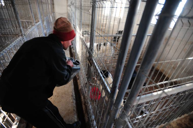 A farok csóválja a kutyát?