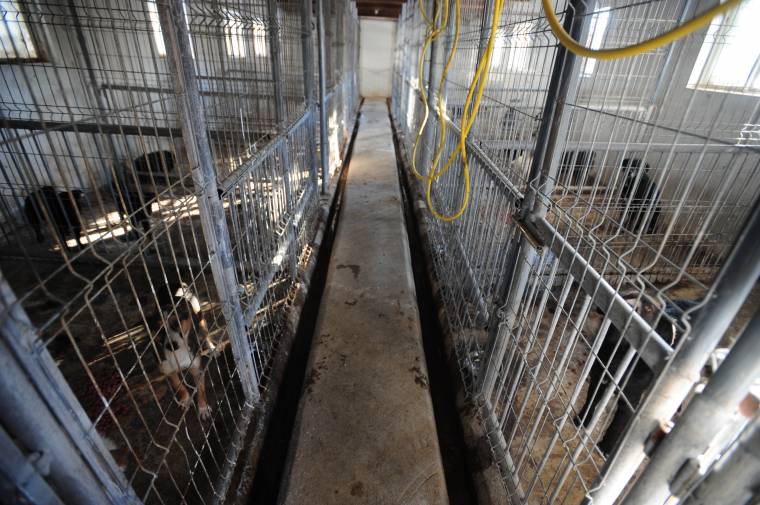 Helyszűke az állatmenhelyen