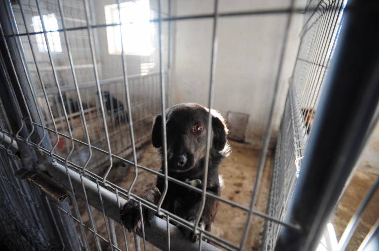 Tatarozták a kutya-menhelyet