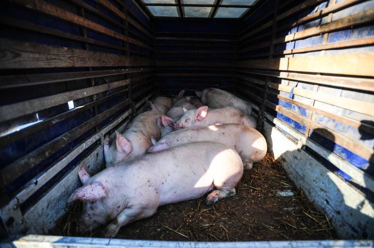 Házi sertésekre terjedt át az afrikai sertéspestis Kárpátalján