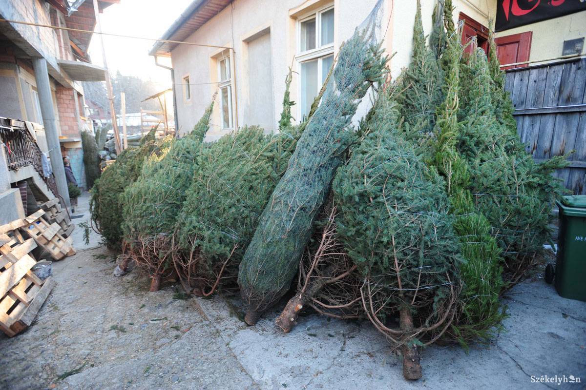 &bullet;  Fotó: Thomas Câmpean