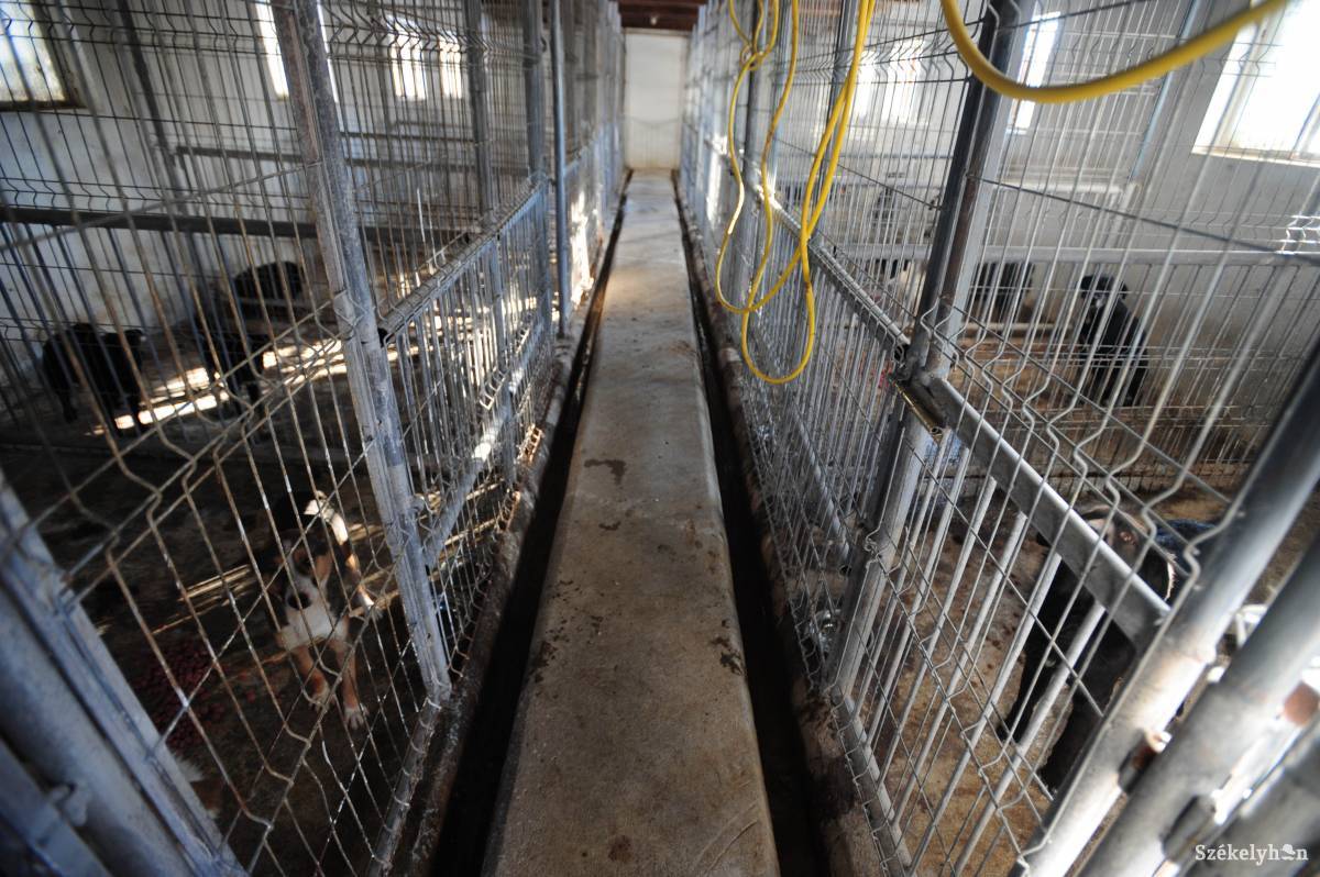 • Fotó: Thomas Campean