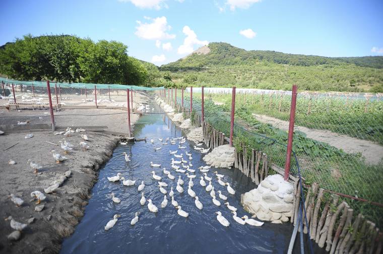 Mintagazdaság közösségi összefogással