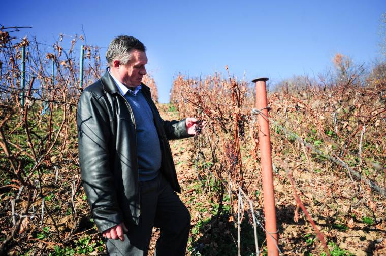 Cél: feléleszteni a borkultúrát