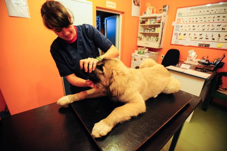 Zsebbe kell nyúlni a kedvencekért