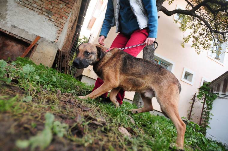 Kóbor kutyákat altattak el